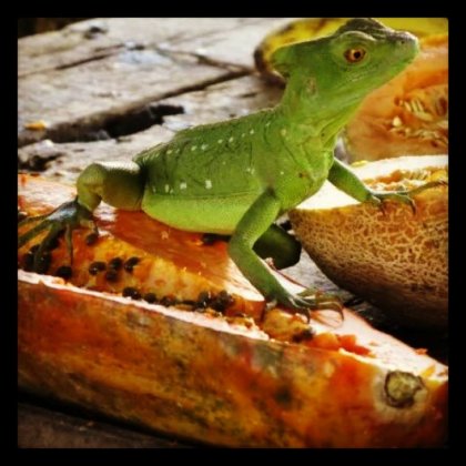 Because when was the last time you dined with an iguana? Well, that's been too long...